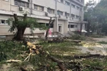 Bao nhiêu cây phượng chết oan (Ảnh VOV)