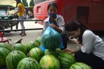 Khóc ròng vì thương lái Trung Quốc tuyển chọn dưa hấu gắt gao