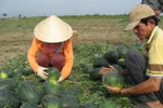 Bộ trưởng Bộ KH-CN nói gì về dưa hấu Hải Dương giá... 1.000 đồng/kg?