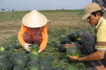 Bộ trưởng Bộ KH-CN nói gì về dưa hấu Hải Dương giá... 1.000 đồng/kg?