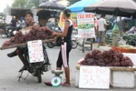Audio: Loạn nguồn gốc các loại nho bán rong trên đường phố Hà Nội