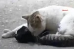 Clip: Cả triệu người rơi nước mắt với cảnh chú mèo cứu bạn