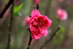 Ngỡ ngàng xem đào Nhật Tân mang xuân về sớm