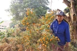 Quất nổi tiếng nhất Hà thành chết hàng loạt, giá quất Tết sẽ tăng