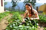 Thầy Hiệu trưởng làm vườn rau, nuôi lợn để cải thiện bữa ăn cho học trò