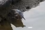 Clip độc: Chim câu cá