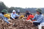 Học trò Bình Liêu giúp dân thu hoạch củ dong bán trước Tết nguyên đán