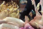 Gà bị chích xi-lanh bơm nước được tiêu thụ ở đâu?