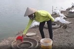 Giáo viên chủ nhiệm ở Thủ đô, có chỗ lương thua phụ hồ