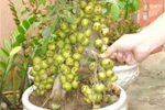 Cây cảnh... gắn keo hoành hành: Chiêu lừa cũ, NTD vẫn mắc bẫy