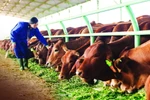 Chăn nuôi bò, "mỏ vàng" của Bầu Đức