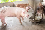 Nguy cơ mất trắng sản nghiệp từ cám có chất cấm 