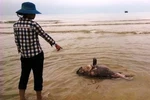 Đề nghị khẩn trương thu gom tiêu hủy cá chết tránh bùng phát bệnh dịch
