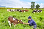 Trang trại bò sữa Vinamilk Lâm Đồng đạt chuẩn Organic Châu Âu