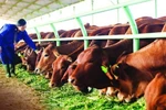 Ngân hàng Nhà nước chấp thuận "giải cứu" Hoàng Anh Gia Lai