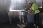 VIDEO: Lương 1,3 triệu đồng, giáo viên Hà Nội vất vả mưu sinh