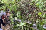Nghệ An: 2 cô giáo gặp nạn do sạt lở đất ở Tương Dương sức khoẻ đã ổn định