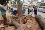  Việc thay cây xanh: "Tôi đã ngẫm nghĩ hết mọi lý lẽ"
