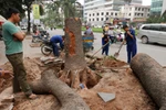  Việc thay cây xanh: "Tôi đã ngẫm nghĩ hết mọi lý lẽ"