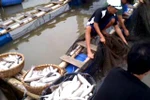 Đã có kết luận nguyên nhân cá lồng chết hàng loạt ở Thanh Hóa