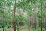 Khởi tố Phó chủ tịch cùng nhiều cán bộ huyện Lang Chánh (Thanh Hóa)