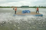 Yêu cầu khởi tố vụ giả giấy tờ kiểm định sản phẩm thức ăn thủy sản