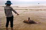 Cá chết nghi do nước biển bị nhiễm độc, người tắm có sao không?