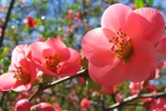 Rừng vàng biển bạc, non sông chào đón hiền tài