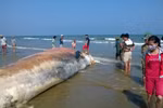 Phát hiện xác cá Voi khổng lồ dạt vào bờ biển Thanh Hóa