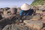 Nghỉ hè, thầy cô xã đảo bắt ốc, gõ hà, làm du lịch thu nhập 10-100 triệu đồng