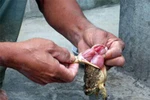 Ba mẹ con bị ngộ độc thịt cóc, một người tử vong