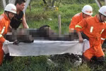 Bị sét đánh chết trong khi lùa bò vào chuồng