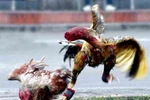 Hành trình đi tìm “thần kê” của Tướng râu kẽm Nguyễn Cao Kỳ 