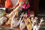 Tràn lan đặc sản gà Đông Tảo từ gà già thải loại