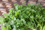 6 bài thuốc dân gian chữa bệnh từ rau mùi
