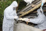 Dịch cúm gia cầm đã lan ra 12 tỉnh