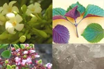 11 món ăn, bài thuốc dân gian điều trị các chứng ho của bé
