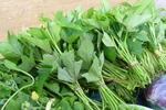 Thương lái TQ thu mua hàng chục tấn... lá khoai lang