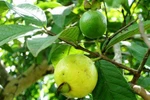 10 bài thuốc dân gian chữa bệnh từ cây ổi