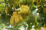Phật thủ, vị thuốc quý