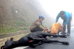 Chùm ảnh: Thịt trâu chết rét bán tràn lan dọc đường lên Sapa