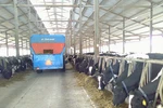 Trang trại chăn nuôi bò sữa của Vinamilk đạt chứng nhận ISO9001:2008