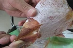 Bạc Liêu xuất hiện mực khô giả nghi làm bằng cao su