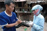Virus cúm H7N9 gây tử vong cho người ở TQ nguy hiểm thế nào?