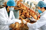 Các bước phòng dịch cúm gia cầm, tránh lây sang người