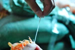 Thu giữ gần 2 tấn cá mực xé sợi làm từ cao su ở Hà Nội