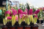 Sôi động thị trường cây cảnh độc đáo dịp giáp tết