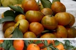 Cam Vinh giá dưới 50.000 đồng/kg chỉ có thể là cam Trung Quốc