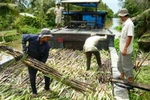 30.000 tấn đường và những nguy cơ "sống còn" của ngành mía đường