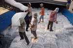 Vị đắng quán quân xuất khẩu gạo